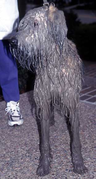dirty_dog1.jpg