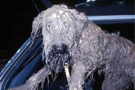 dirty_dog2.jpg